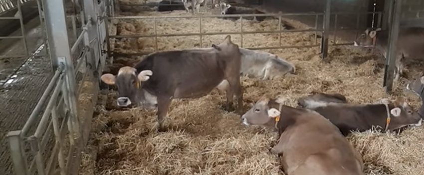 Allevamento zootecnico - l'importanza del benessere dell'animale