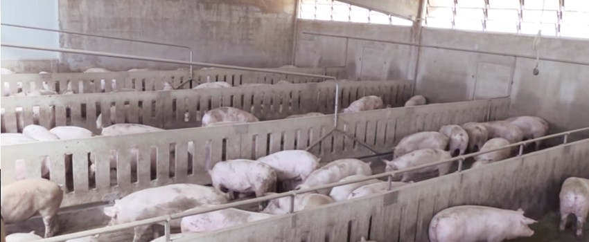 Allevamento zootecnico - pulizia e sanificazione dello stallo