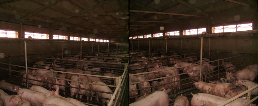 Allevamento zootecnico se intensivo aumenta il cattivo odore